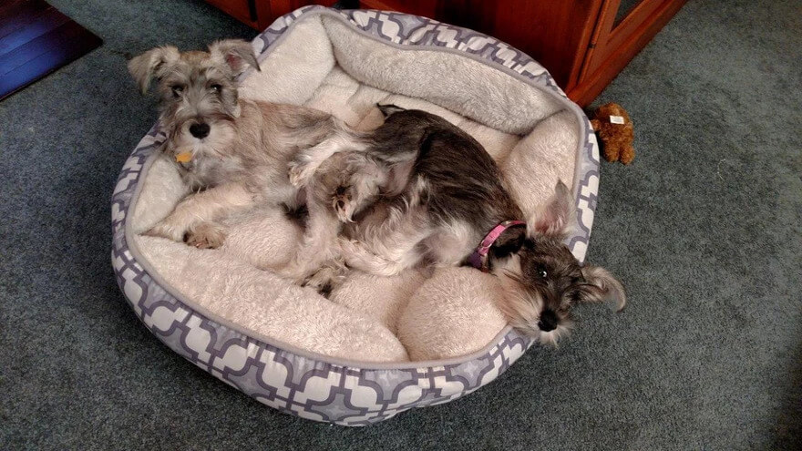 Pair of Miniature Schnauzers in their bed