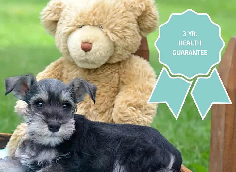 AKC Registered Miniature Schnauzer Puppies for Sale