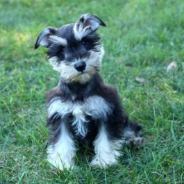 The most important thing for a schnauzer breeder