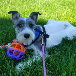Exercise for your Miniature Schnauzer
