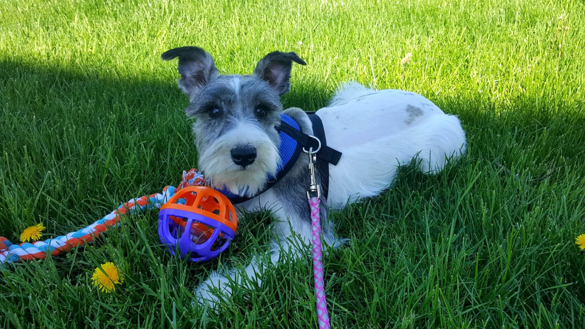 Exercise for your Miniature Schnauzer