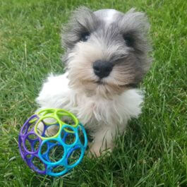 The best toys for a Miniature Schnauzer