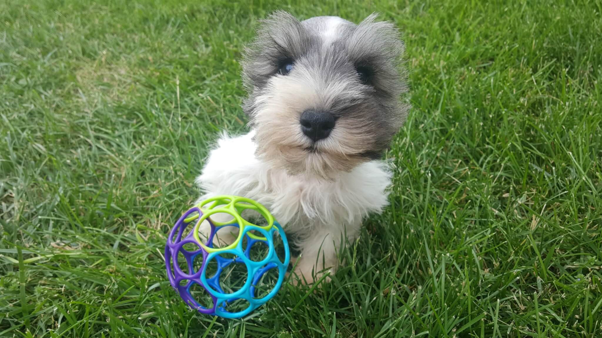The best toys for a Miniature Schnauzer