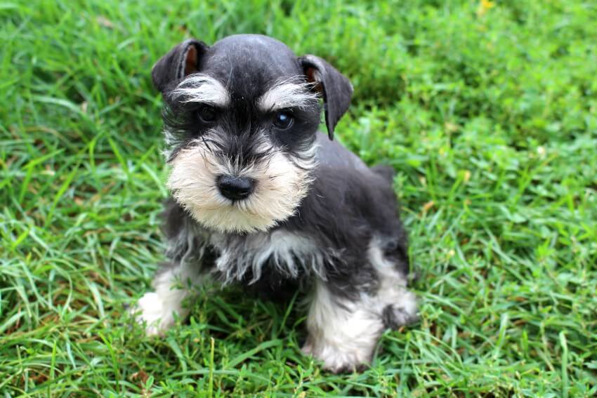 Black and Silver Miniature Schnauzer Puppy for Sale