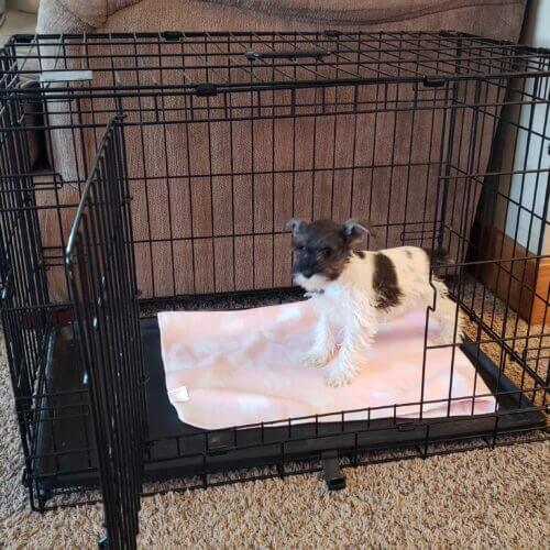 How to use a crate for your schnauzer