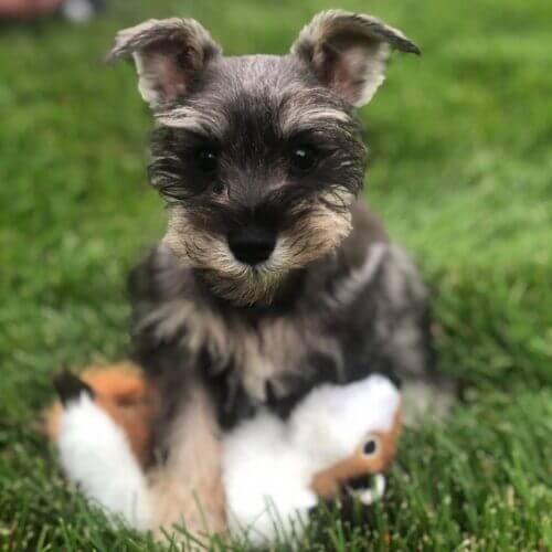 grooming your Miniature schnauzer puppy