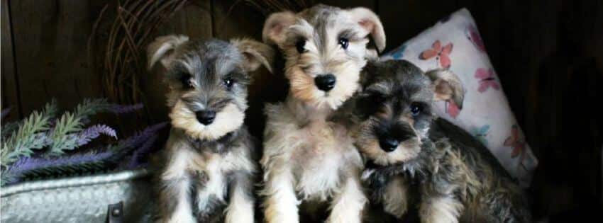 miniature schnauzer puppies for sale