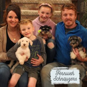 Chicago miniature schnauzer puppies for sale